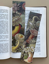 Закладка «Actiniae» №3