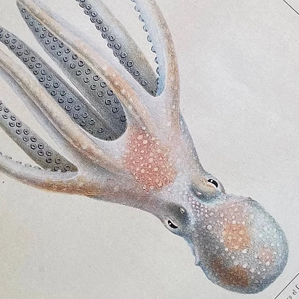 Постер Учёные картинки (Science Pictures) «Octopus Salutii» А3, фото 3.