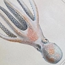 Постер Учёные картинки (Science Pictures) «Octopus Salutii» А3, превью фото 3