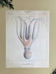Постер «Octopus Salutii» А3