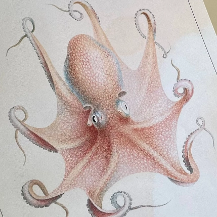 Постер Учёные картинки (Science Pictures) «Eledon Aldrovandi» А3, фото 3.