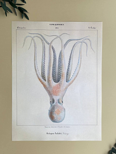 Постер «Octopus Salutii» А3