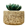 Шкатулка «Суккуленты №2», 7 см, керамика, превью фото 3