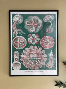 Постер «Discomedusae» А3