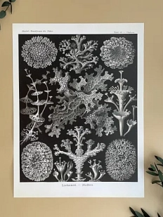 Постер «Lichenes» А3