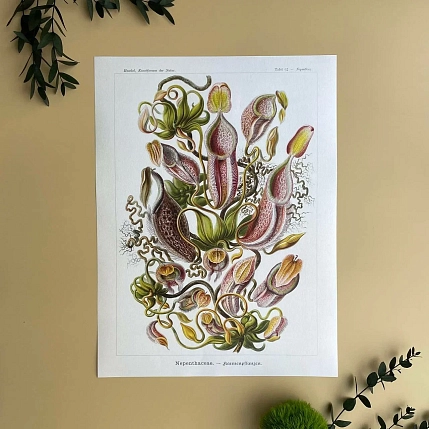 Постер Учёные картинки (Science Pictures) «Nepenthaceae», фото 1.