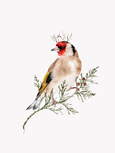 Постер интерьерный «Щегол королевский», А3