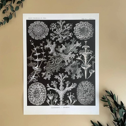 Постер Учёные картинки (Science Pictures) «Lichenes» А3, фото 1.