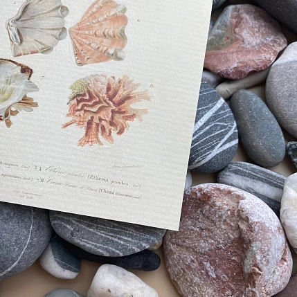 Стикерпак «Mollusques» А6, фото 4.