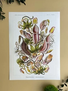 Постер «Nepenthaceae»