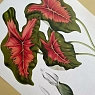 Постер «Caladium bicolor» А3, превью фото 3