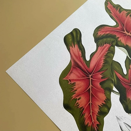 Постер Учёные картинки (Science Pictures) «Caladium bicolor» А3, фото 4.