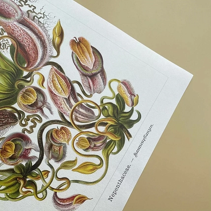 Постер Учёные картинки (Science Pictures) «Nepenthaceae», фото 2.