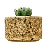 Шкатулка «Суккуленты №3», 7 см, керамика, превью фото 4