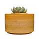 Шкатулка «Суккуленты №5», 7 см, керамика, превью фото 2