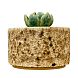 Шкатулка «Суккуленты №3», 7 см, керамика, превью фото 4
