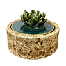 Шкатулка «Суккуленты №2», 10 см, керамика, превью фото 1