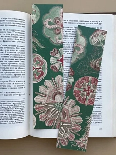 Закладка «Discomedusae» № 2