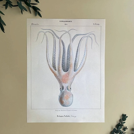 Постер Учёные картинки (Science Pictures) «Octopus Salutii» А3, фото 1.