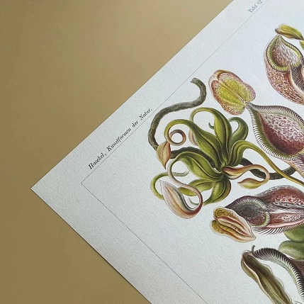 Постер Учёные картинки (Science Pictures) «Nepenthaceae», фото 4.