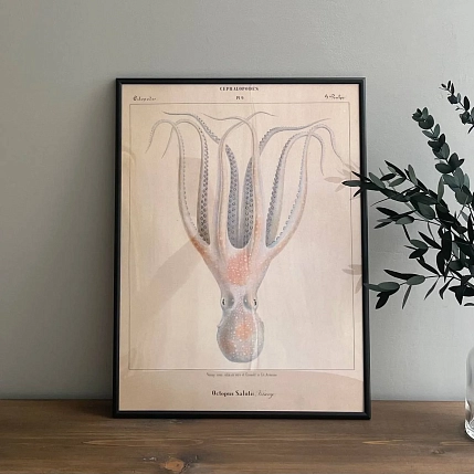 Постер Учёные картинки (Science Pictures) «Octopus Salutii» А3, фото 2.