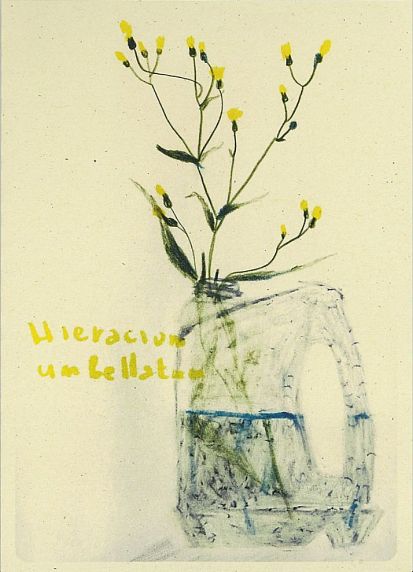 Открытка «Ястребинка зонтичная», Максим Савва, фото 1.